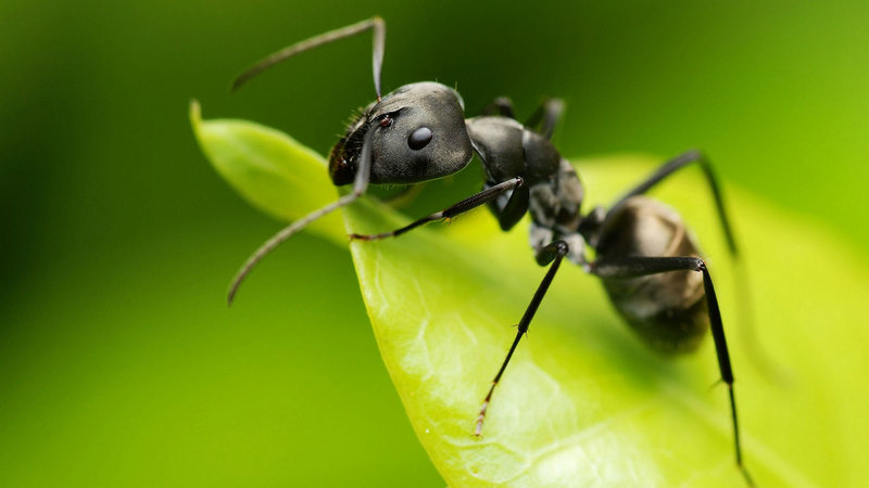 举个栗子：蚂蚁也有解毒药？-栗子博客