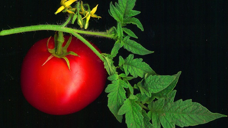西红柿是水果还是蔬菜？的头图