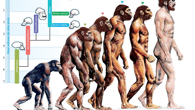 举个栗子：进化论迷思：一切都是适应的结果？