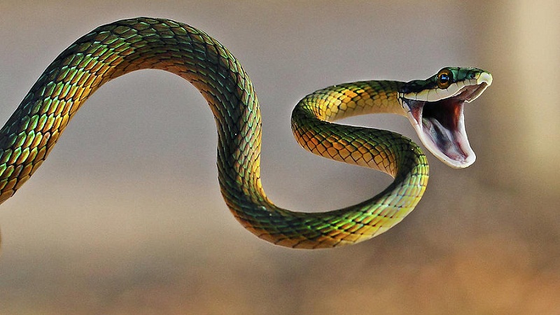举个栗子：会飞的蛇你见过吗？