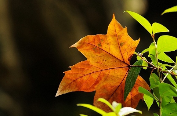 举个栗子：绿叶到秋天为什么会变色？