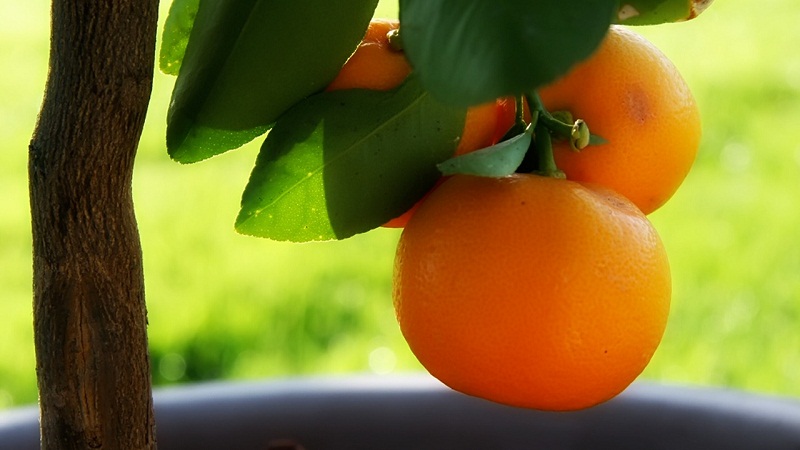 举个栗子：五角形的橙子是怎么种出来的？