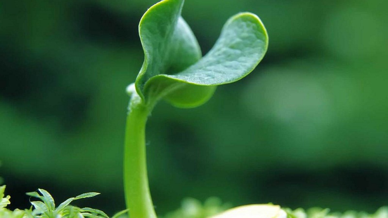 举个栗子：怎样认识植物生长调节剂？
