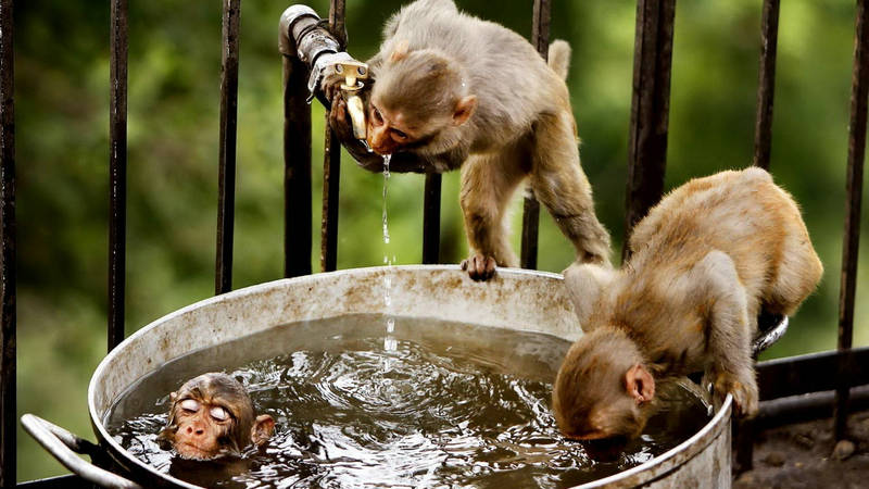 举个栗子：为什么猴子爱玩“尿”？