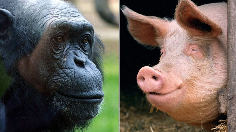 举个栗子：人类是由猪与黑猩猩杂交而来的？