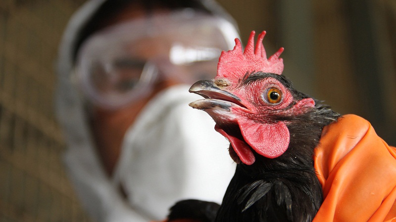 禽流感是从哪里来？的头图