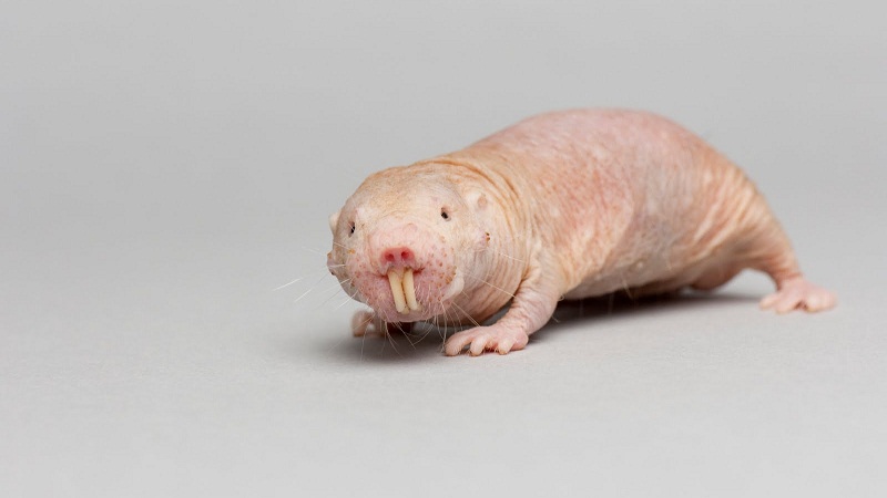 举个栗子：裸鼹形鼠为什么不得癌症？