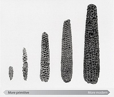 举个栗子：玉米的种植历史，你知道吗？