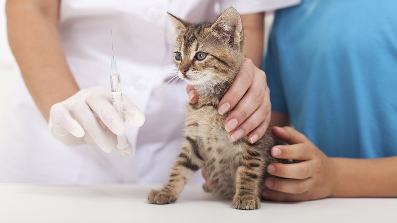 只养在家里的猫不需要打疫苗吗？的头图