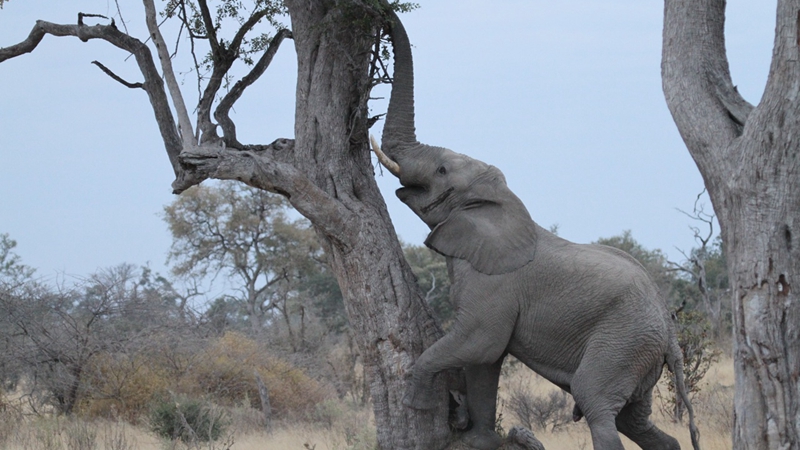 举个栗子：大象其实会爬树？