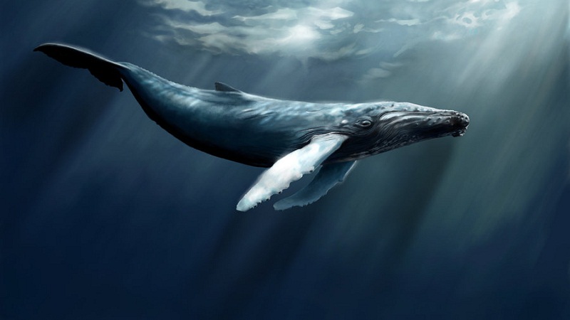 举个栗子：海洋噪声对鲸的危害有多大？