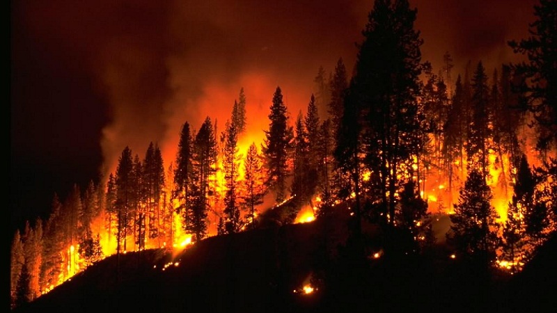 举个栗子：不是所有的森林火灾都需要扑灭？
