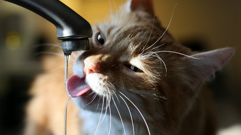 举个栗子：猫“怕”水吗？-栗子博客