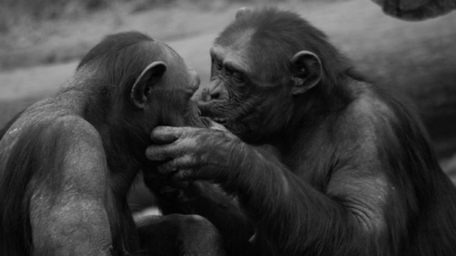 举个栗子：吻也有进化史？