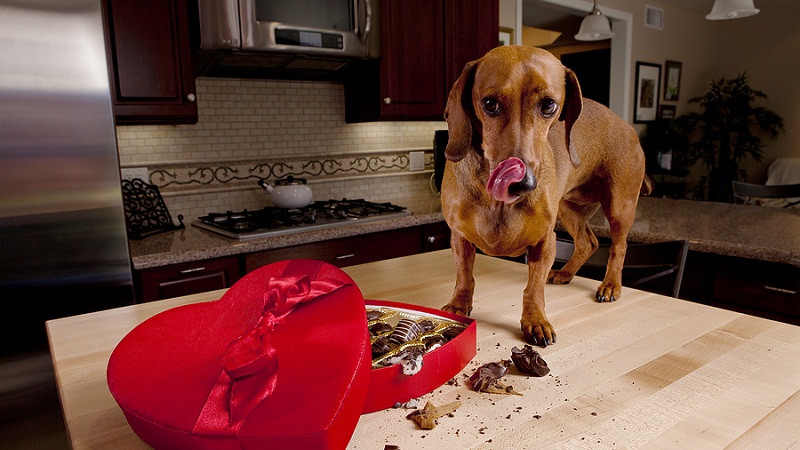 举个栗子：为什么不能给狗吃巧克力？-栗子博客