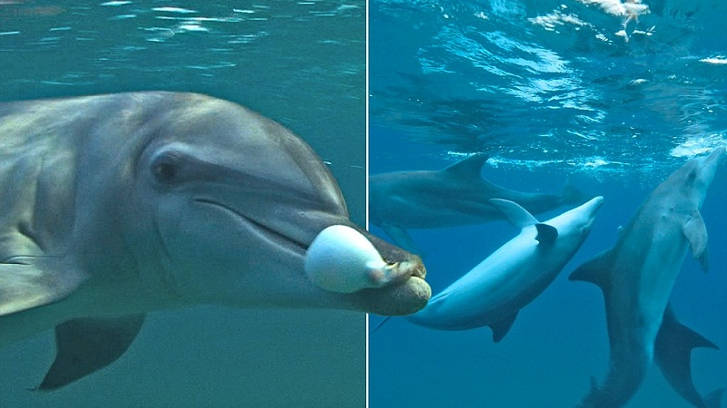 举个栗子：海豚会用河豚来过“毒瘾”？
