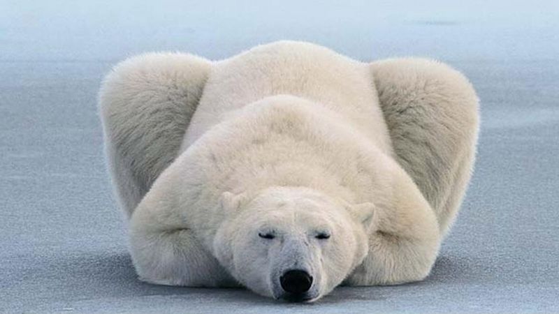 举个栗子：为什么北极熊不怕胖？