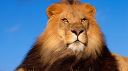 举个栗子：野外遇到咆哮的狮子怎么办？