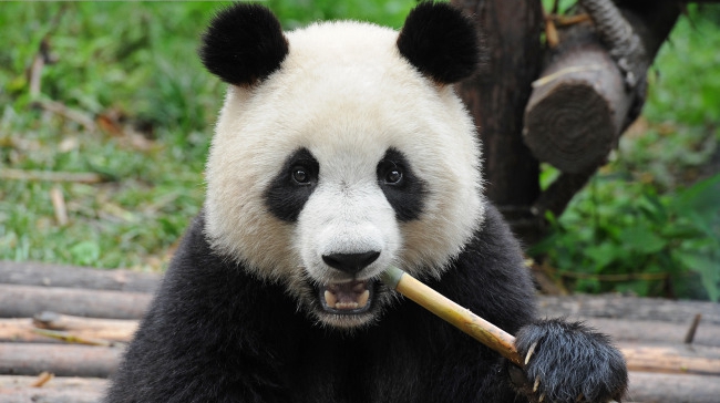 举个栗子：大熊猫是如何依靠竹子填饱肚子的？