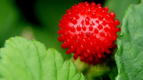举个栗子：蛇莓真的不能吃吗？