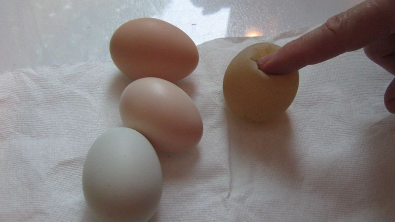 举个栗子：没有蛋壳的鸡蛋能孵出小鸡吗？